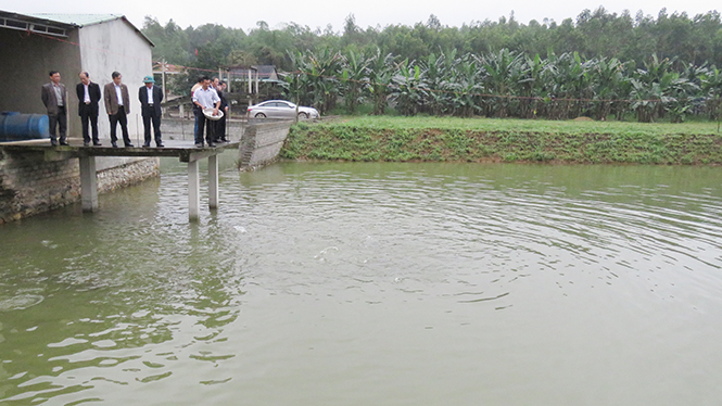 Trang trại chăn nuôi tổng hợp của DNTN Gia Hân có hàng chục nghìn con cá.