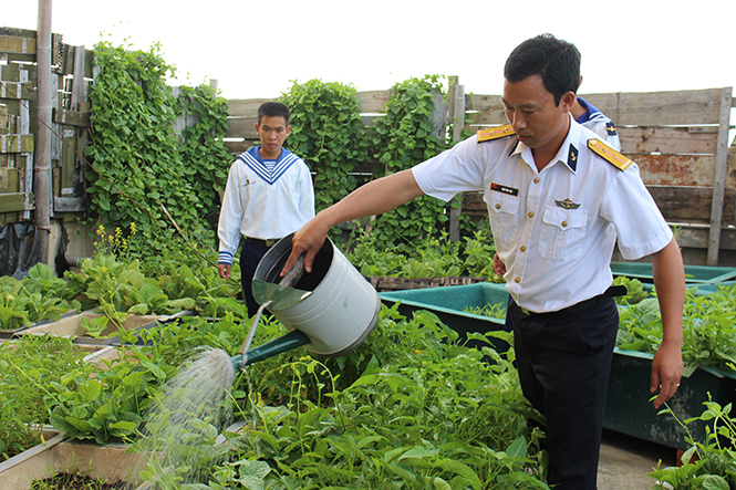 Hướng dẫn tân binh chăm sóc rau xanh.