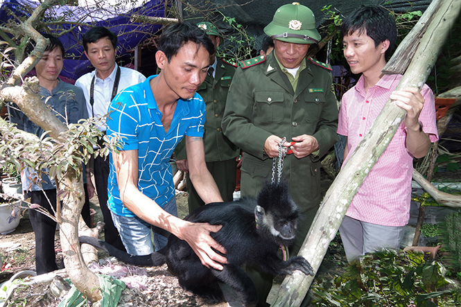 Anh Nguyễn Trường Khánh bàn giao cá thể Voọc Hà Tĩnh cho Chi cục Kiểm lâm tỉnh.