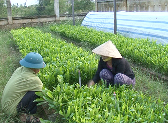  Nông dân Quảng Trạch ươm cây giống lâm nghiệp phục vụ trồng rừng kinh tế.