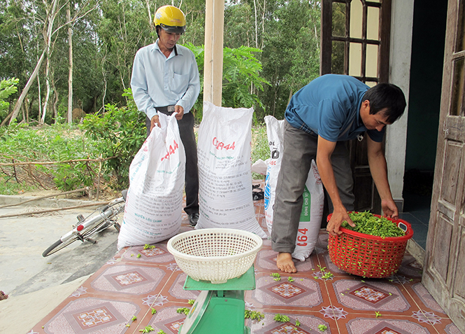 Giá bán hoa thiên lý giao động từ 30.000-60.000 đồng/kg, được thương lái thu mua ngay tận vườn.