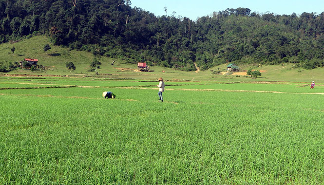 Bà con nông dân bản Sắt (Trường Sơn, Quảng Ninh) đang làm cỏ lúa.