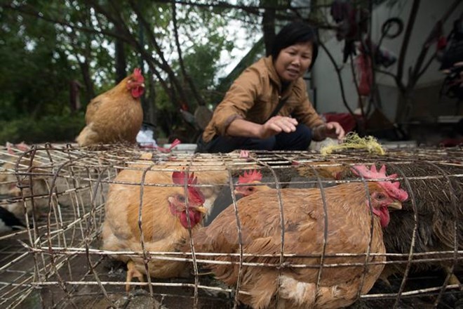 Virus cúm gia cầm H7N9 có thể khiến bệnh nhân tử vong. Ảnh minh họa. (Nguồn: AFP/TTXVN)