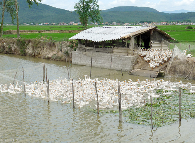 Các cơ sở chăn nuôi gia súc, gia cầm trong tỉnh cần tập trung vệ sinh môi trường, tiêu độc khử trùng.   Ảnh: T.H