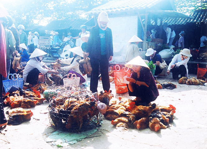  Gia cầm bày bán tràn lan ở các chợ.