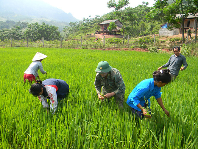 Cán bộ, chiến sỹ Đồn Biên phòng CKQT Cha Lo giúp dân chăm sóc lúa nước.