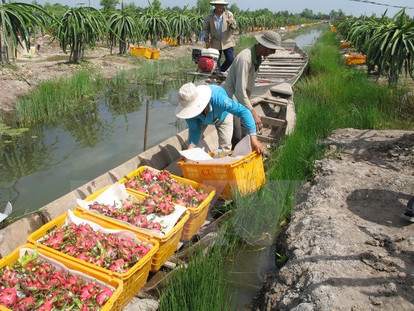 Thu hoạch thanh long. (Ảnh: Minh Trí/TTXVN)