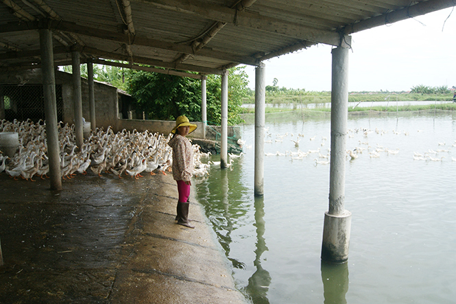 Mô hình chăn nuôi tổng hợp mang lại thu nhập cao cho nông dân ở xã Quảng Hưng, Quảng Trạch.