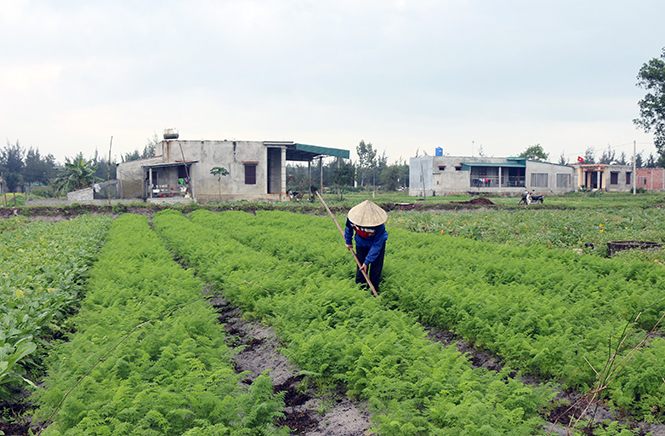 Nhiều diện tích rau sạch được mở rộng trên địa bàn huyện Bố Trạch.