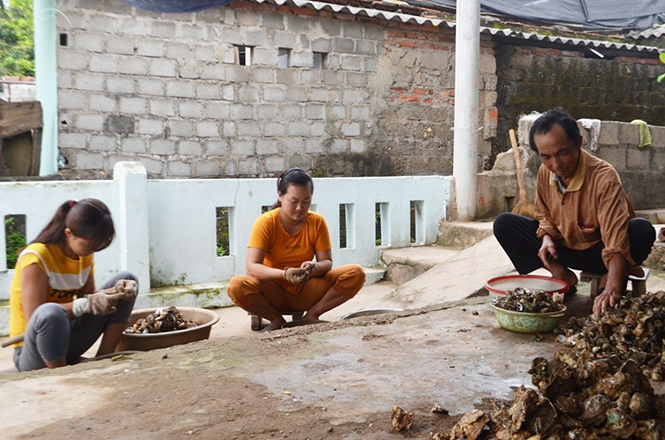 Người xóm hàu mong muốn nghề hàu sẽ được phát triển nuôi trồng theo hướng bền vững.