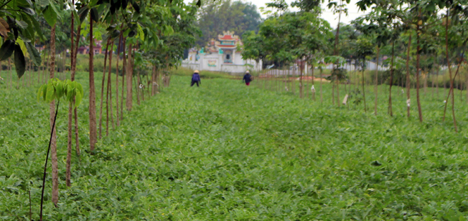 Bà con nông dân tích cực ra đồng chăm sóc ruộng dưa.