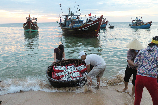 Cá về trên biển Nhân Trạch, huyện Bố Trạch.