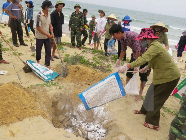 Ngư dân xã biển Đức Trạch (huyện Bố Trạch) cùng lực lượng Biên phòng thu gom, chôn lấp cá chết dạt vào bờ. (Ảnh: Võ Dung/TTXVN)