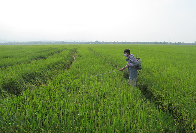 Bà con nông dân phun thuốc phòng trừ rầy hại lúa.