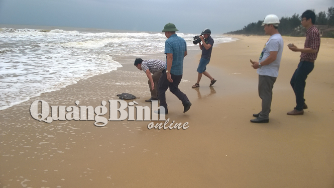 Con rùa biển nhanh chóng được thả về với biển sau khi được bàn giao.