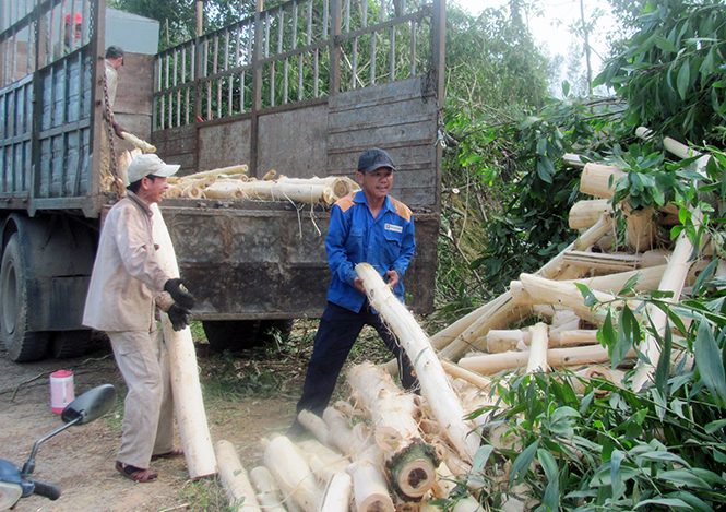 Khai thác gỗ rừng trồng.