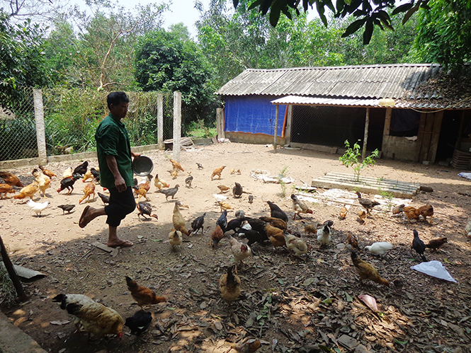 Chăn nuôi là một trong những thế mạnh của xóm Trầm, Đức Hóa, Tuyên Hóa.