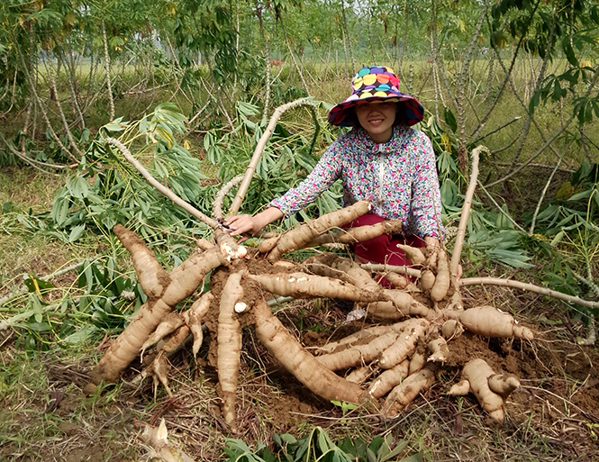 Bà con nông dân phấn khởi bởi sản lượng sắn được thu mua ổn định.