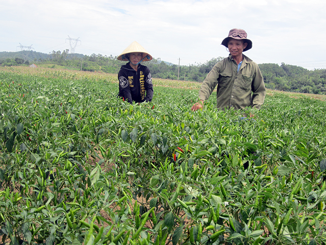 Thị trường giá cả bất ổn định, người dân không còn “mặn mà” với trồng ớt.