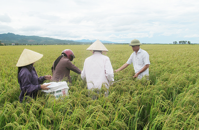 Nhiều địa phương đang chuẩn bị nhân lực, vật lực thu hoạch lúa đông-xuân.