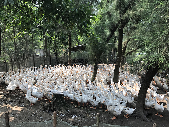 Mô hình kinh tế trang trại chăn nuôi tổng hợp của CCB phường Quảng Phúc.