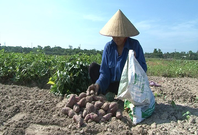 Mỗi ha khoai lang cho thu nhập trên 100 triệu đồng.