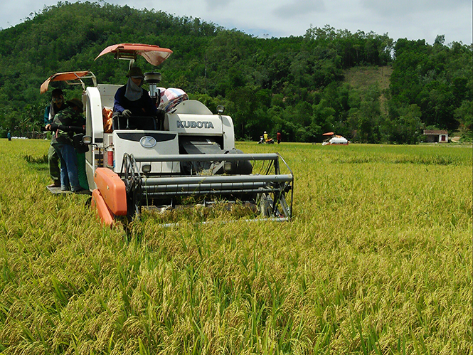 Bà con nông dân đưa cơ giới hóa vào thu hoạch lúa đông-xuân.