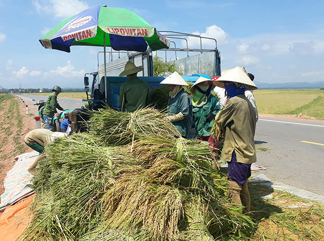 Lệ Thủy được mùa lúa đông xuân.