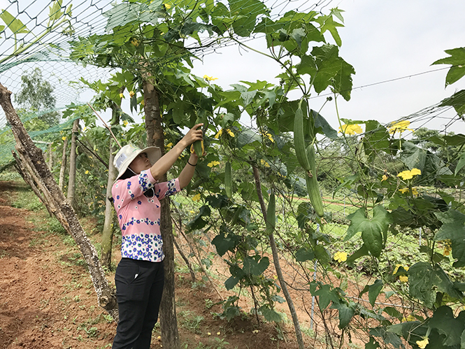 Rau An Nông đã được công nhận đạt tiêu chuẩn Vietgap và xây dựng được thương hiệu trên thị trường rau an toàn ở Quảng Bình.