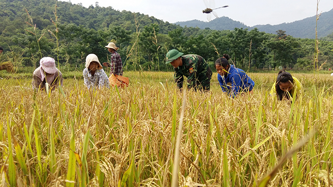 BĐBP cùng đồng bào bản Ka Ai khẩn trương thu hoạch.