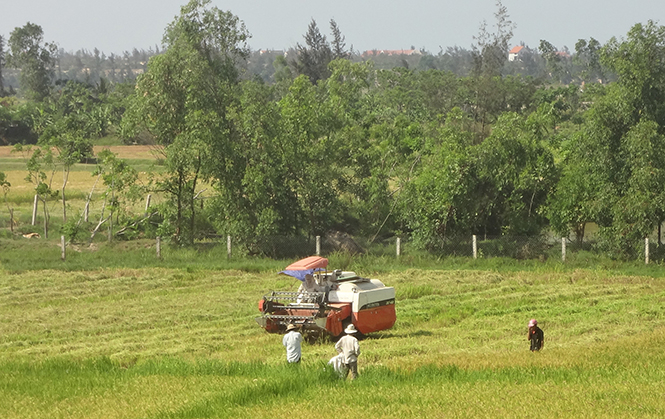 Nông dân Bố Trạch tích cực thu hoạch lúa đông-xuân.