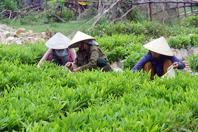 Nghề ươm cây giống vừa mang lại hiệu quả kinh tế cao, vừa giải quyết việc làm cho nhiều người dân xã Quảng Trường.