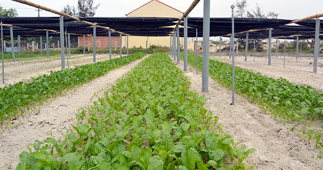 Trang trại tổng hợp của Nguyễn Văn Tam (Hải Ninh) là một trong những mô hình hiệu quả cần nhân rộng.