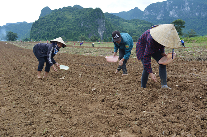 Đồng bào bản Trung Sơn (xã Trường Sơn) đang xuống giống lạc.