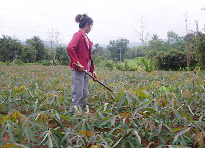 Lệ Thủy phấn đấu đưa năng suất sắn đạt trên 20 tấn/ha.