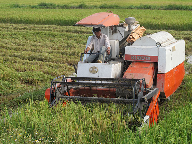 Nông dân Quảng Trạch được mùa vụ đông-xuân năm 2016-2017 với năng suất đạt hơn 56 tạ/ha.