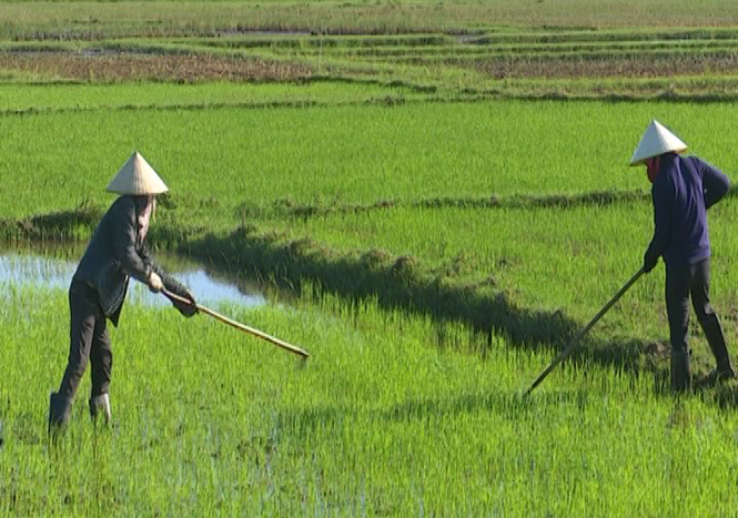 Nông dân TX. Ba Đồn đang tập trung xuống đồng tỉa dặm, điều chỉnh mật độ lúa.