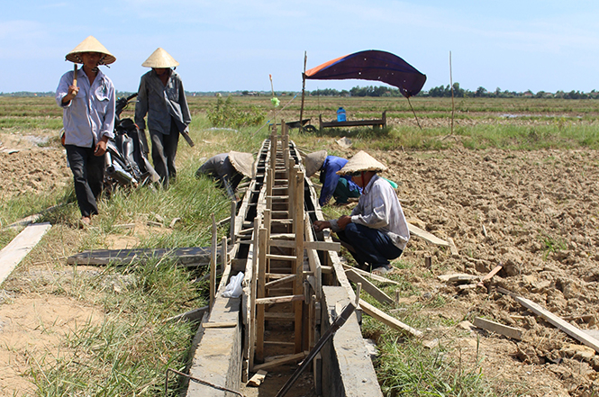 Để đảm nhận tốt khâu dịch vụ thủy lợi, HTX DVNN Thượng Phong luôn chú trọng bê tông hóa kênh mương.