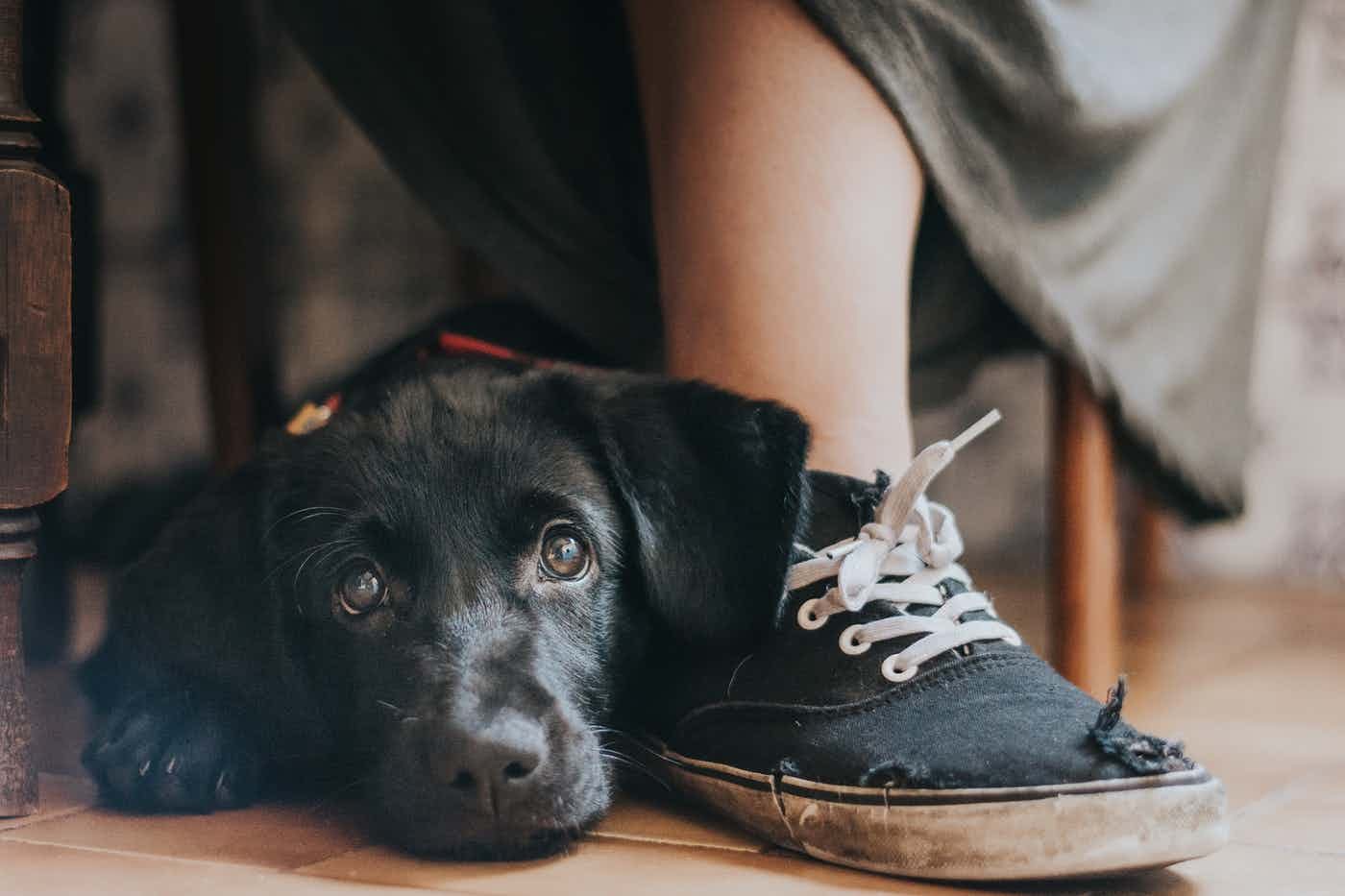 A Girl’s Best Friend - bức ảnh đoạt giải Overall Winner và Man’s Best Friend của nhiếp ảnh gia Maria Davison