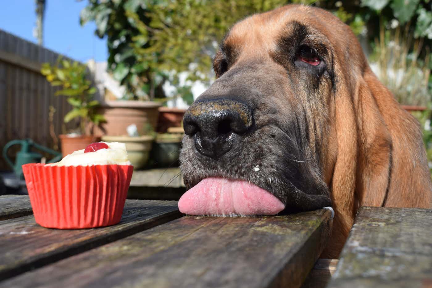  Giải nhất hạng mục Young Pup Photographer của Dylan Jenkins