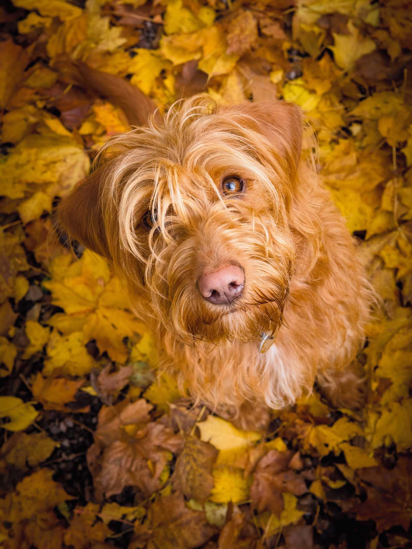 Giải ba Dog Portrait của Noel Bennett