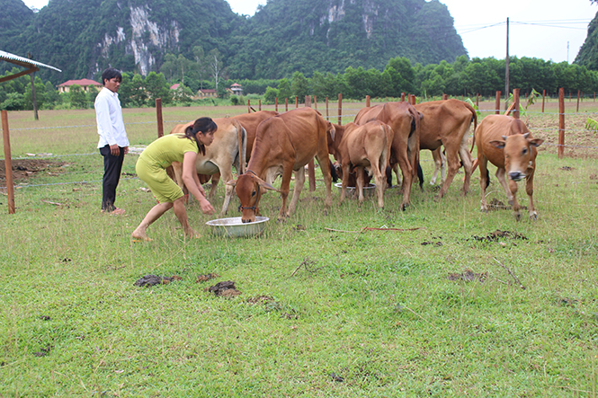 Từ nguồn vốn NHCSXH, nhiều hộ đồng bào dân tộc thiểu số đã đầu tư nuôi trâu bò và trồng rừng hiệu quả.