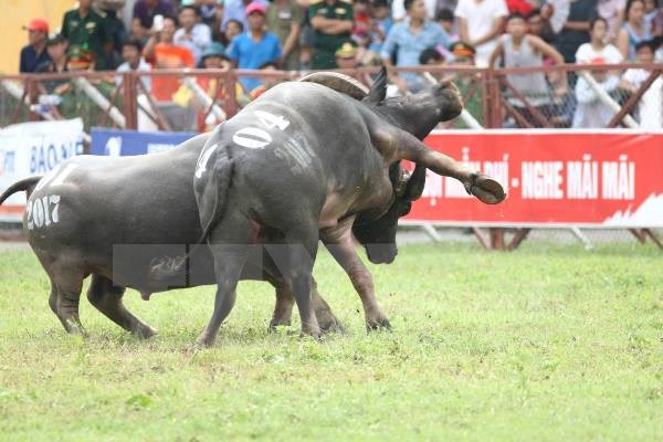 Lễ hội chọi trâu Đồ Sơn 2017. (Ảnh minh họa: TTXVN)