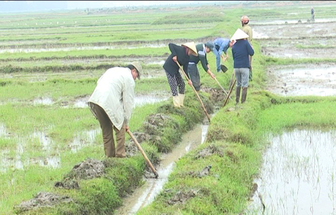  Nông dân TX. Ba Đồn tích cực nạo vét kênh mương, khơi thông dòng chảy, bảo đảm nước tưới vụ lúa hè-thu.