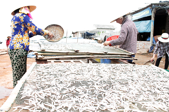 Người dân các xã biển ở Bố Trạch tiếp tục cuộc sống lao động, sản xuất dựa vào nghề biển của mình sau sự cố môi trường biển.