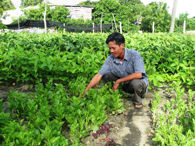 Sản xuất và kinh doanh rau sạch góp phần nâng cao tổng mức bán lẻ hàng hóa trên địa bàn Lệ Thủy.