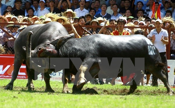  Năm 2013, lễ hội chọi trâu Đồ Sơn được công nhận là di sản văn hóa phi vật thể quốc gia. (Ảnh minh họa: TTXVN)