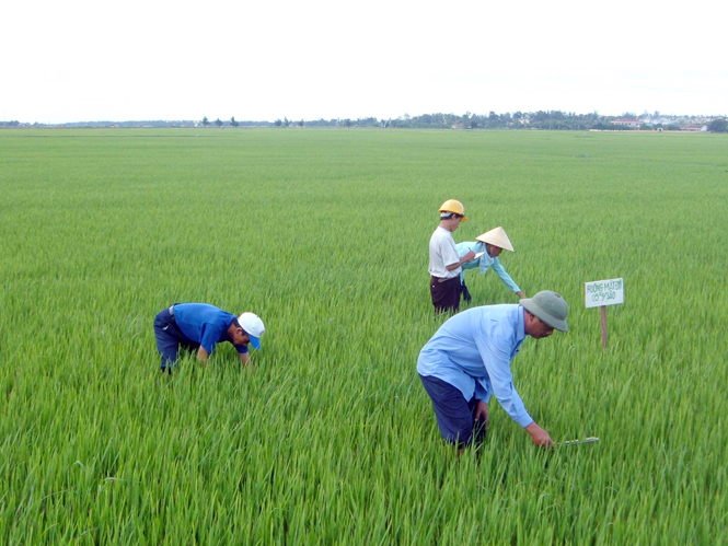 Công tác kiểm tra, giám sát tình hình sâu bệnh luôn được cán bộ khuyến nông thường xuyên theo dõi.