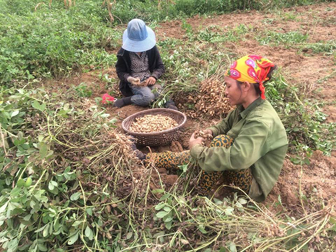 Nông dân xã Trường Sơn buồn vì vụ lạc năm nay được mùa nhưng mất giá.