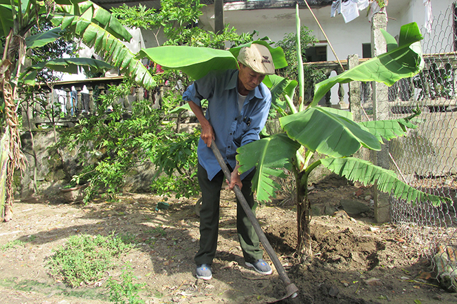 Chăm sóc vườn tược, nuôi gà thả vườn là công việc thường ngày của thương binh Bùi Trung Hột.